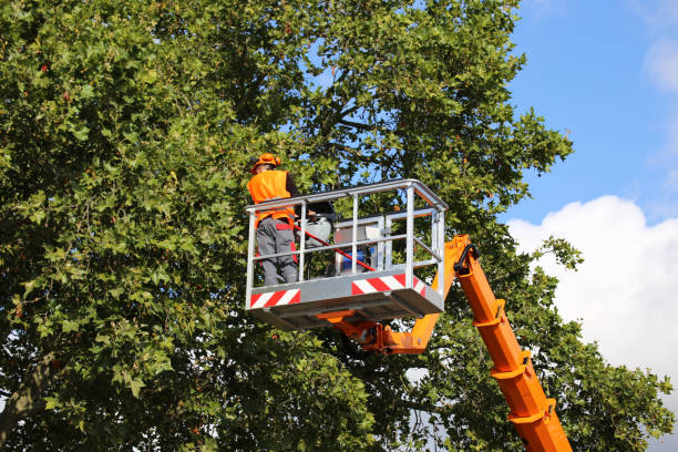 Best Tree Trimming Near Me  in Byng, OK